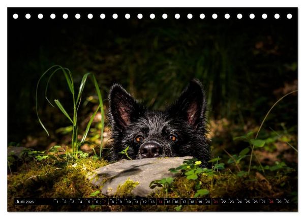 Produktbild: Schwarz ist sch&ouml;n! Der lackschwarze altdeutsche Sch&auml;ferhund (Tischkalender 2026 DIN A5 quer), CALVENDO Monatskalender