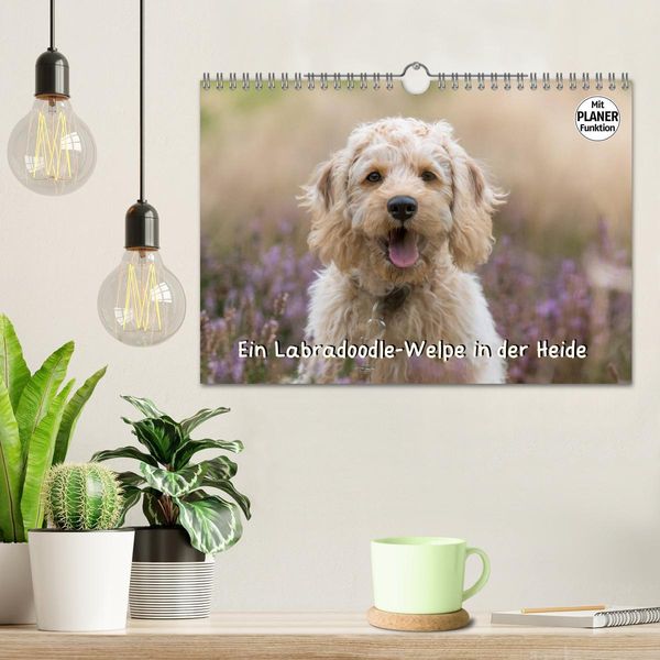 Produktbild: Ein Labradoodle-Welpe in der Heide (Wandkalender 2026 DIN A4 quer), CALVENDO Monatskalender