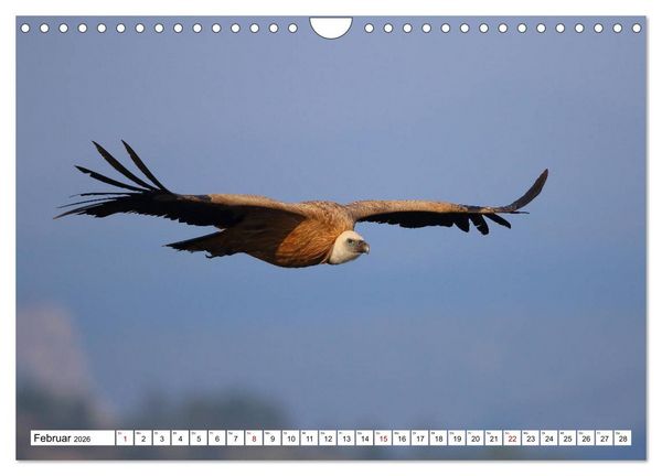 Produktbild: V&ouml;gel in der Extremadura (Wandkalender 2026 DIN A4 quer), CALVENDO Monatskalender