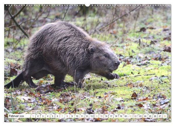 Produktbild: Der Biber, ein guter Bauhandwerker (hochwertiger Premium Wandkalender 2026 DIN A2 quer), Kunstdruck in Hochglanz