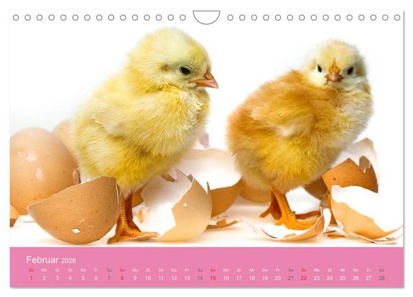 Produktbild: S&uuml;&szlig;e Tier-Babys! (Wandkalender 2026 DIN A4 quer), CALVENDO Monatskalender