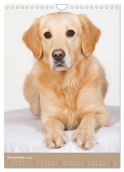 Produktbild: Golden Retriever (Wandkalender 2026 DIN A4 hoch), CALVENDO Monatskalender