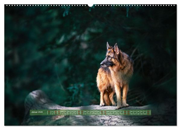 Produktbild: H&uuml;tehunde - H&uuml;ter der Herzen (hochwertiger Premium Wandkalender 2026 DIN A2 quer), Kunstdruck in Hochglanz