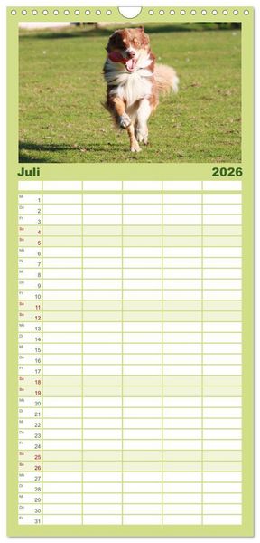 Produktbild: Familienplaner 2026 - Australian Shepherd - H&uuml;tehunde mit Familienanschluss mit 5 Spalten (Wandkalender, 21 x 45 cm) CALVENDO