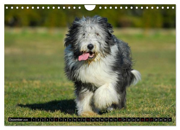 Produktbild: Liebenswerter Clown Bearded Collie (Wandkalender 2026 DIN A4 quer), CALVENDO Monatskalender