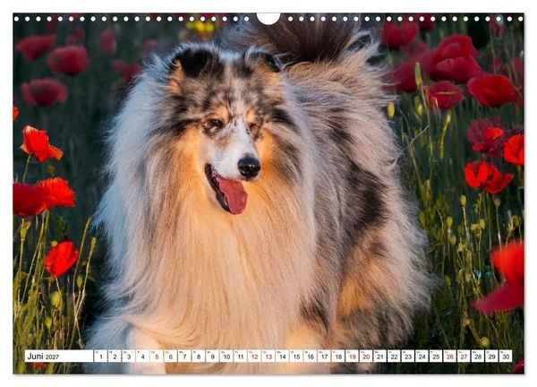 Produktbild: Traumhund Collie - Mein bester Freund (Wandkalender 2027 DIN A3 quer), CALVENDO Monatskalender