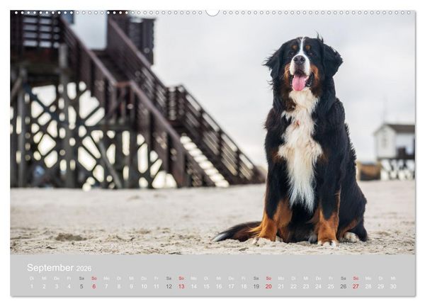 Produktbild: Liebling BERNER SENNENHUND (hochwertiger Premium Wandkalender 2026 DIN A2 quer), Kunstdruck in Hochglanz
