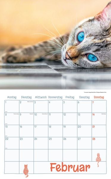 Produktbild: Katzen Kalenderpaket 2027