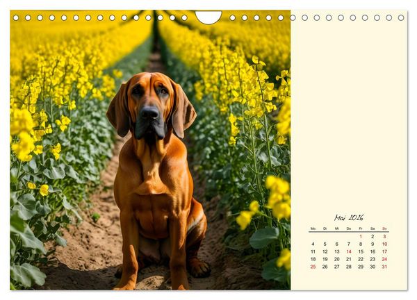 Produktbild: Bloodhound - M&auml;chtige Sp&uuml;rnase (Wandkalender 2026 DIN A4 quer), CALVENDO Monatskalender