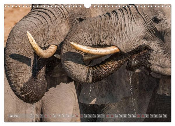 Produktbild: Elefanten in Afrika - Die mit den gro&szlig;en Ohren (Wandkalender 2026 DIN A3 quer), CALVENDO Monatskalender