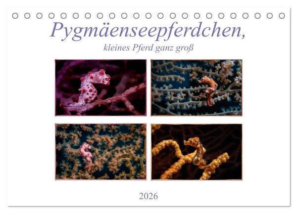 Pygmäenseepferdchen, kleines Pferd ganz groß (Tischkalender 2026 DIN A5 quer), CALVENDO Monatskalender