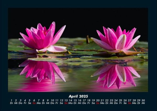 Produktbild: Rosentraum 2025 Fotokalender DIN A4