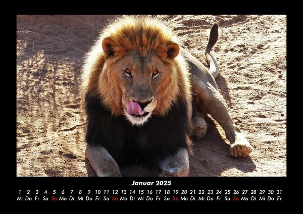 Produktbild: L&ouml;wen in der Wildnis 2025 Fotokalender DIN A3