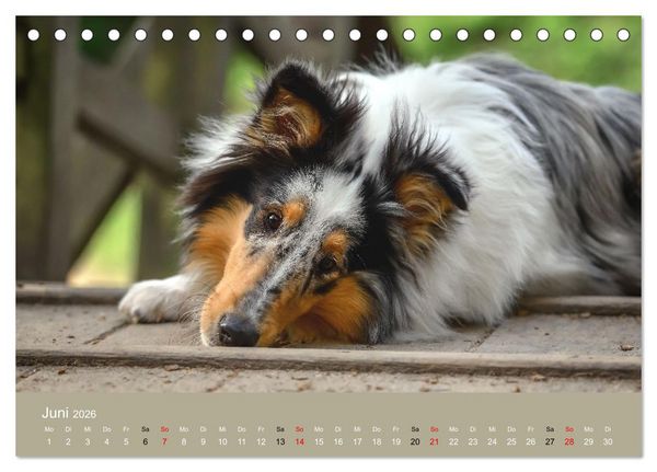 Produktbild: Collies - charmante Herzensbrecher (Tischkalender 2026 DIN A5 quer), CALVENDO Monatskalender