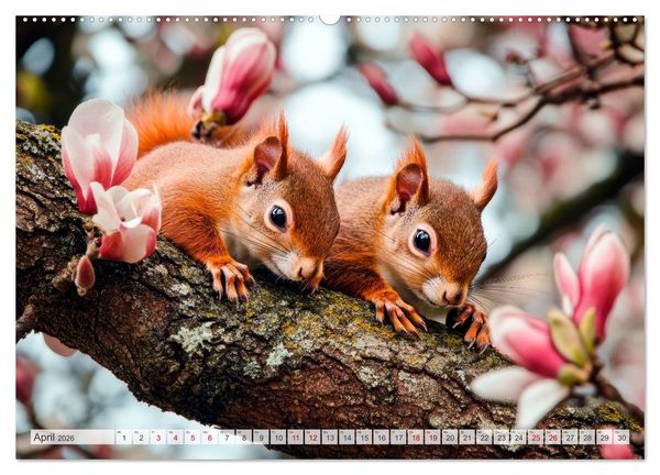 Produktbild: EICHH&Ouml;RNCHEN Niedliche kleine Wesen (Wandkalender 2026 DIN A2 quer), CALVENDO Monatskalender