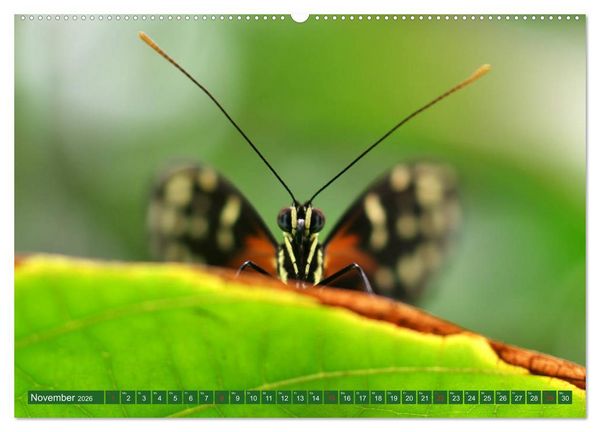 Produktbild: Schmetterlinge im Fokus (hochwertiger Premium Wandkalender 2026 DIN A2 quer), Kunstdruck in Hochglanz