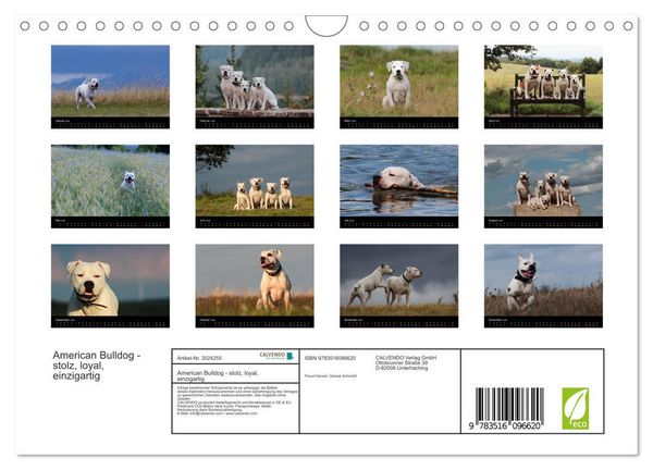 Produktbild: American Bulldog - stolz, loyal, einzigartig (Wandkalender 2026 DIN A4 quer), CALVENDO Monatskalender