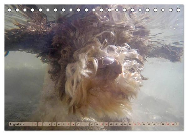 Produktbild: Lagotto Romagnolo in den Alpen 2026 (Tischkalender 2026 DIN A5 quer), CALVENDO Monatskalender