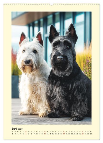 Produktbild: Scottish Terrier. W&uuml;rdevoller und robuster Gentlemen (hochwertiger Premium Wandkalender 2027 DIN A2 hoch), Kunstdruck in Hochglanz