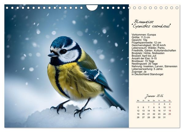 Produktbild: Meisen richtig erkennen (Wandkalender 2026 DIN A4 quer), CALVENDO Monatskalender