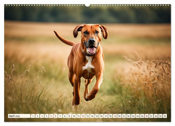 Produktbild: Rhodesian Ridgeback - Athlet mit R&uuml;ckenkamm (Wandkalender 2026 DIN A2 quer), CALVENDO Monatskalender