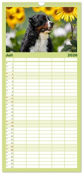 Produktbild: Familienplaner 2026 - Berner Sennenhunde - Traumhunde mit Charme mit 5 Spalten (Wandkalender, 21 x 45 cm) CALVENDO