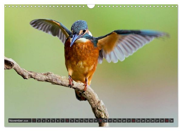 Produktbild: Der Eisvogel (Wandkalender 2026 DIN A3 quer), CALVENDO Monatskalender