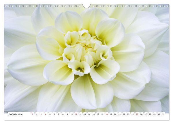 Produktbild: Dahlien-Kronen (Wandkalender 2026 DIN A3 quer), CALVENDO Monatskalender