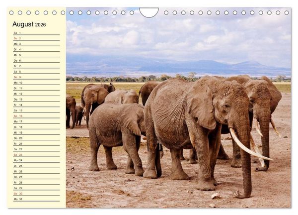 Produktbild: Afrika. Tiere in freier Wildbahn (Wandkalender 2026 DIN A4 quer), CALVENDO Monatskalender