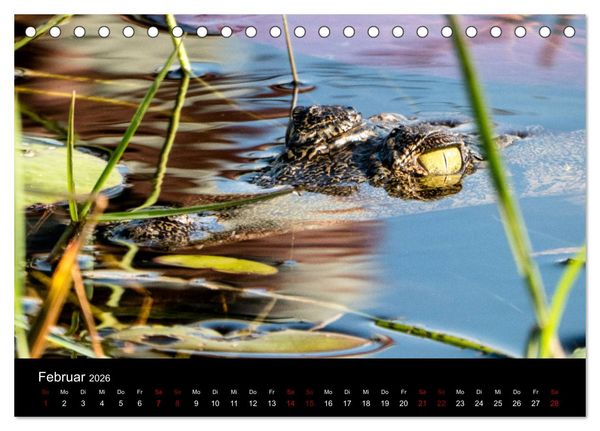 Produktbild: Afrika - Faszination Tierwelt (Tischkalender 2026 DIN A5 quer), CALVENDO Monatskalender