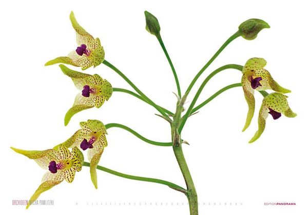 Produktbild: Pawlitzki, M: Orchideen/immerw&auml;hrend