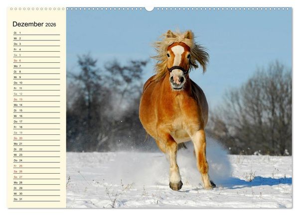 Produktbild: Welt der Pferde (Wandkalender 2026 DIN A2 quer), CALVENDO Monatskalender