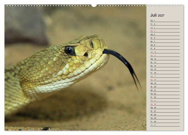 Produktbild: Gef&auml;hrliche Schlangen (hochwertiger Premium Wandkalender 2027 DIN A2 quer), Kunstdruck in Hochglanz