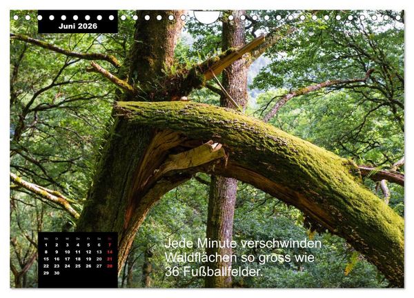 Produktbild: Schlaumeier-Kalender - Thema: Wald (Wandkalender 2026 DIN A4 quer), CALVENDO Monatskalender