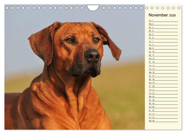Produktbild: Rhodesian Ridgeback 2026 (Wandkalender 2026 DIN A4 quer), CALVENDO Monatskalender