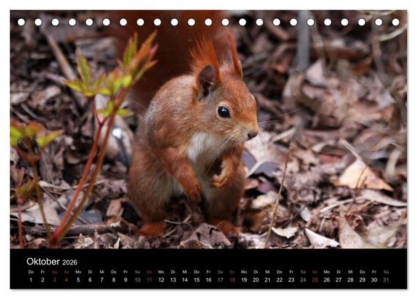 Produktbild: Eichh&ouml;rnchen (Tischkalender 2026 DIN A5 quer), CALVENDO Monatskalender