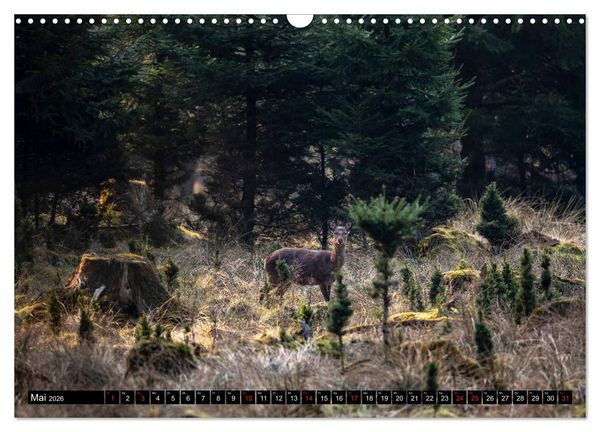 Produktbild: Arnsberger Wald (Wandkalender 2026 DIN A3 quer), CALVENDO Monatskalender