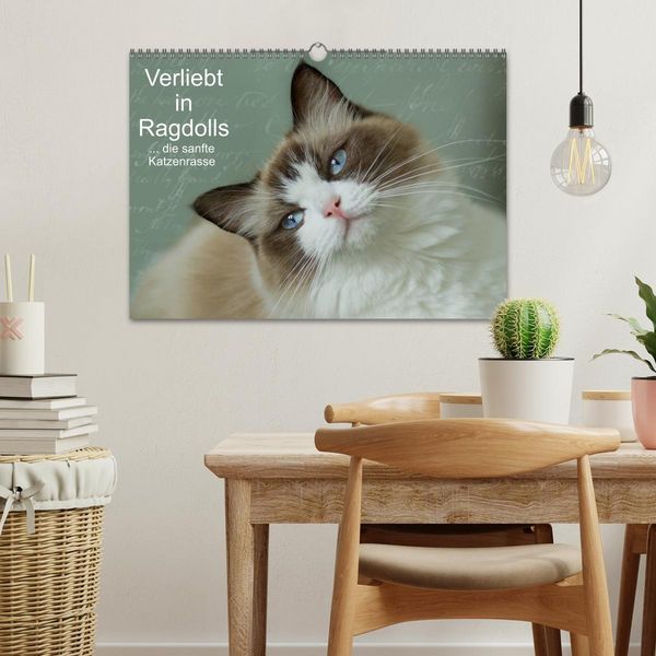 Produktbild: Verliebt in Ragdolls ... die sanfte Katzenrasse (Wandkalender 2026 DIN A3 quer), CALVENDO Monatskalender