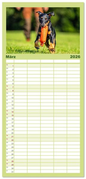Produktbild: Familienplaner 2026 - Deutscher Terrier - ein leidenschaftlicher J&auml;ger mit 5 Spalten (Wandkalender, 21 x 45 cm) CALVENDO