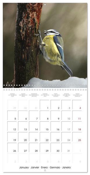 Produktbild: M&eacute;sange bleue en G&acirc;tinais (Calendrier mural carr&eacute; 2026 30x30 cm) Calendrier double avec une page pour vos prises de notes