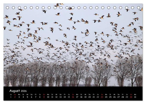 Produktbild: Schrei der Wildg&auml;nse (Tischkalender 2026 DIN A5 quer), CALVENDO Monatskalender
