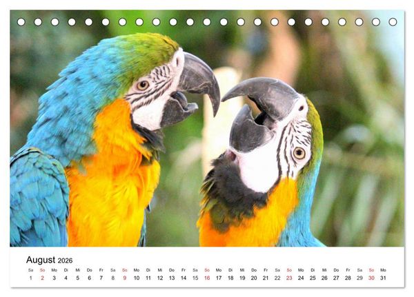 Produktbild: Papageien. Knallbunte Aras und Co. (Tischkalender 2026 DIN A5 quer), CALVENDO Monatskalender