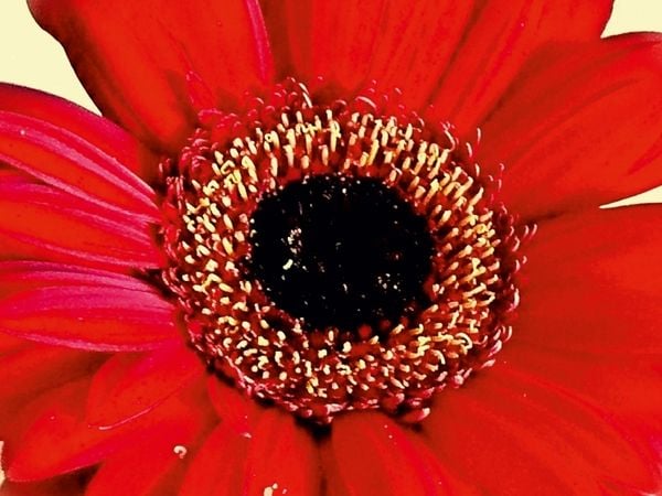 Produktbild: CALVENDO Puzzle Rote Gerbera | 1000 Teile Lege-Gr&ouml;&szlig;e 64x48cm Foto-Puzzle f&uuml;r gl&uuml;ckliche Stunden