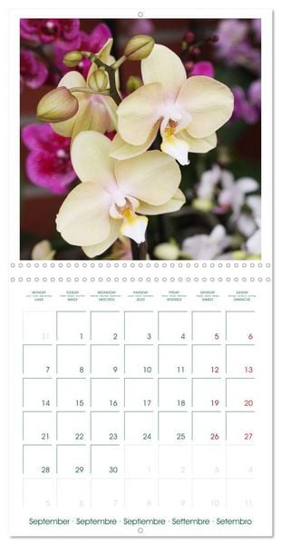 Produktbild: Orchid&eacute;es fantastiques (Calendrier mural carr&eacute; 2026 30x30 cm) Calendrier double avec une page pour vos prises de notes