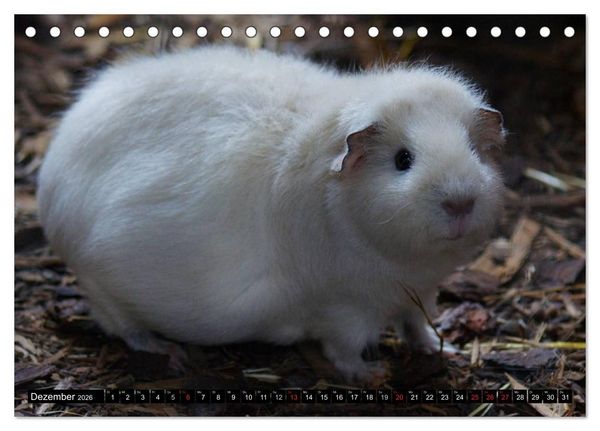 Produktbild: Kuschelige Meerschweinchen (Tischkalender 2026 DIN A5 quer), CALVENDO Monatskalender