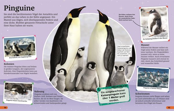 Produktbild: Superchecker! Arktis und Antarktis