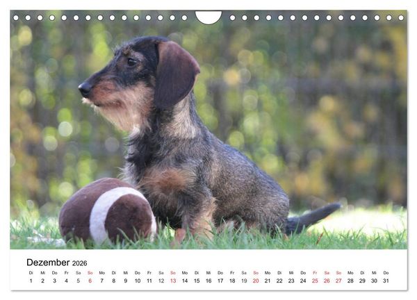 Produktbild: Ein Dackelkind blickt zur&uuml;ck (Wandkalender 2026 DIN A4 quer), CALVENDO Monatskalender