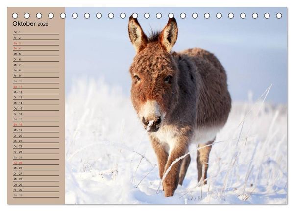 Produktbild: Das Esel-Paradies - Hunde und andere Feunde (Tischkalender 2026 DIN A5 quer), CALVENDO Monatskalender