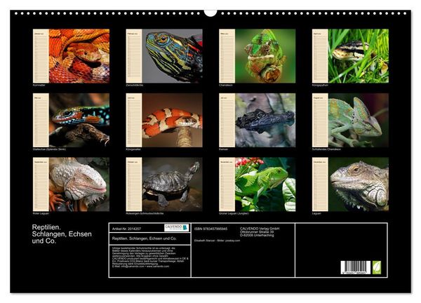 Produktbild: Reptilien. Schlangen, Echsen und Co. (Wandkalender 2026 DIN A2 quer), CALVENDO Monatskalender