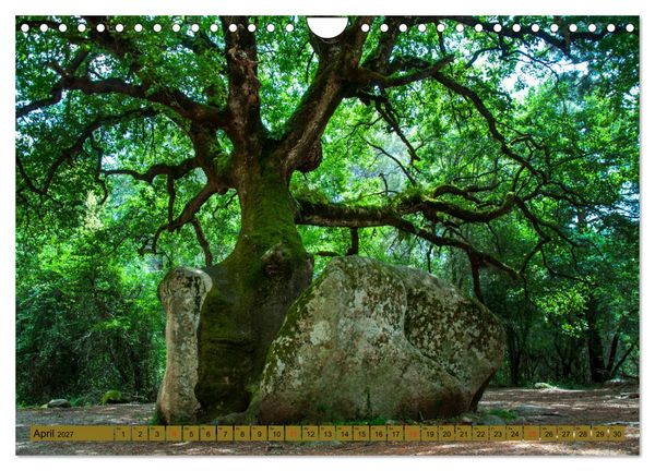 Produktbild: B&auml;ume sind Tr&auml;ume (Wandkalender 2027 DIN A4 quer), CALVENDO Monatskalender